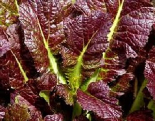 Як отримати екологічно чистий врожай салатної гірчиці